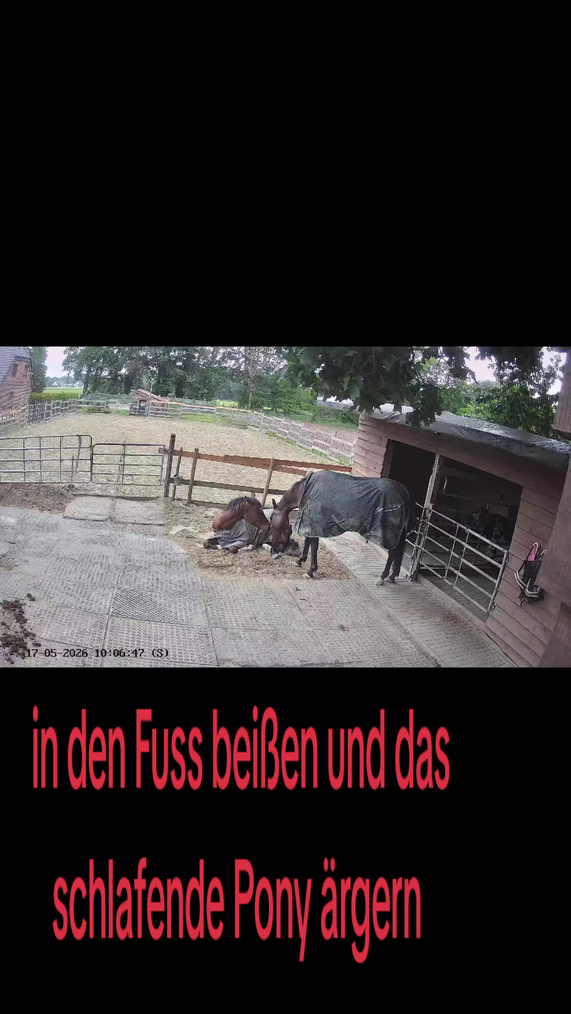 @Steffis_horse_world
