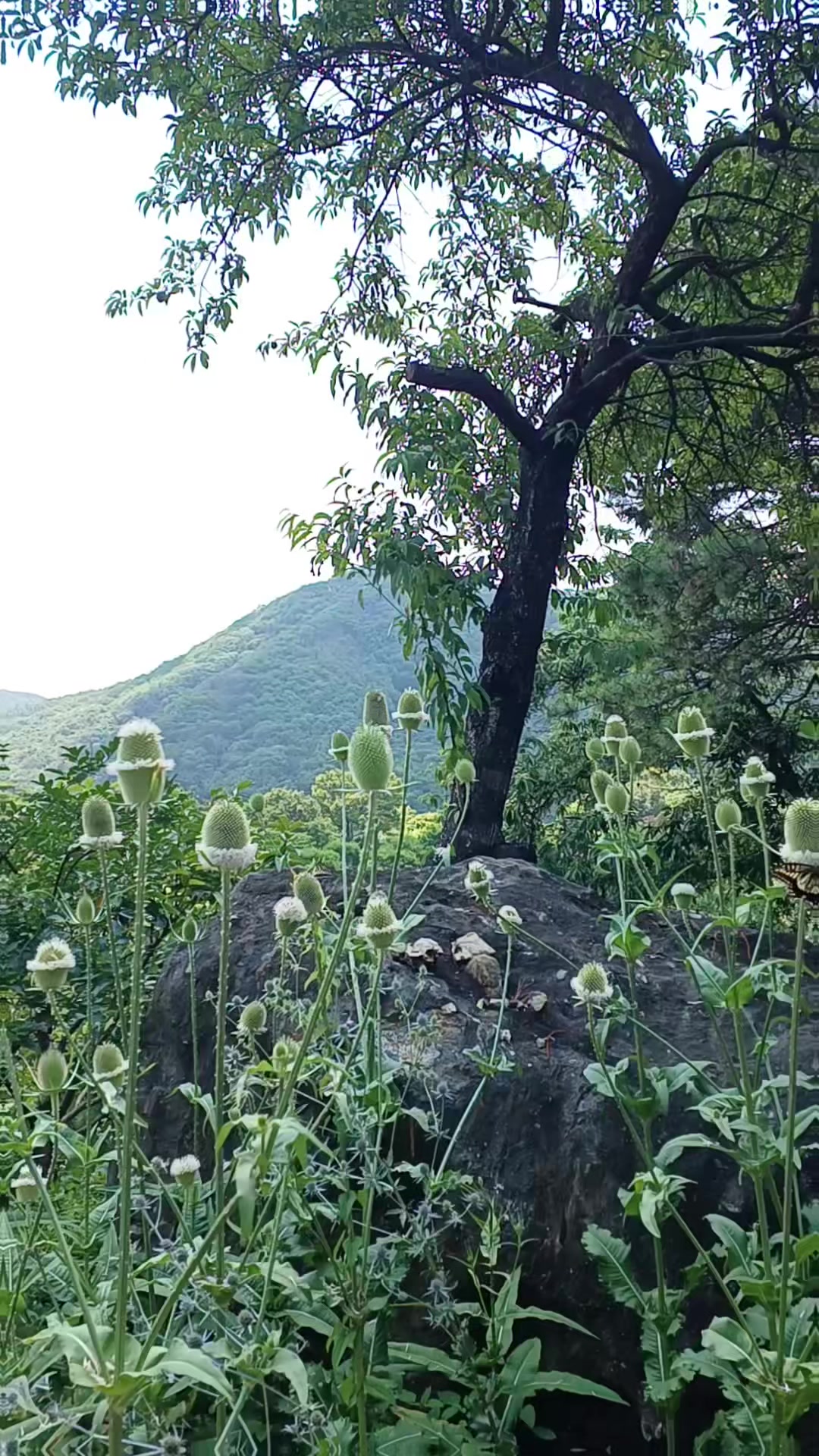 @소나기