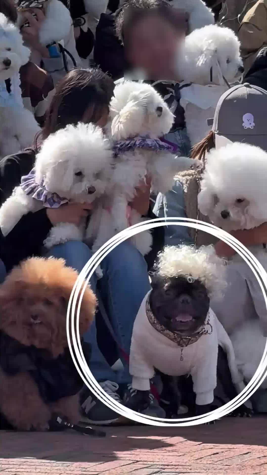 @コロン🐶