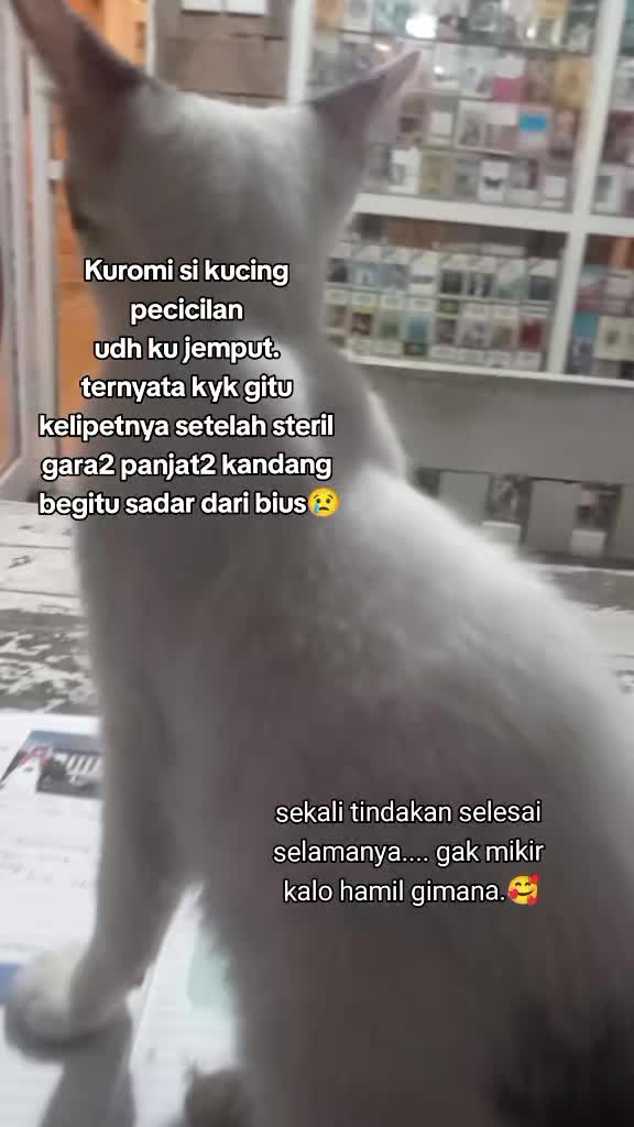 @apfia mei