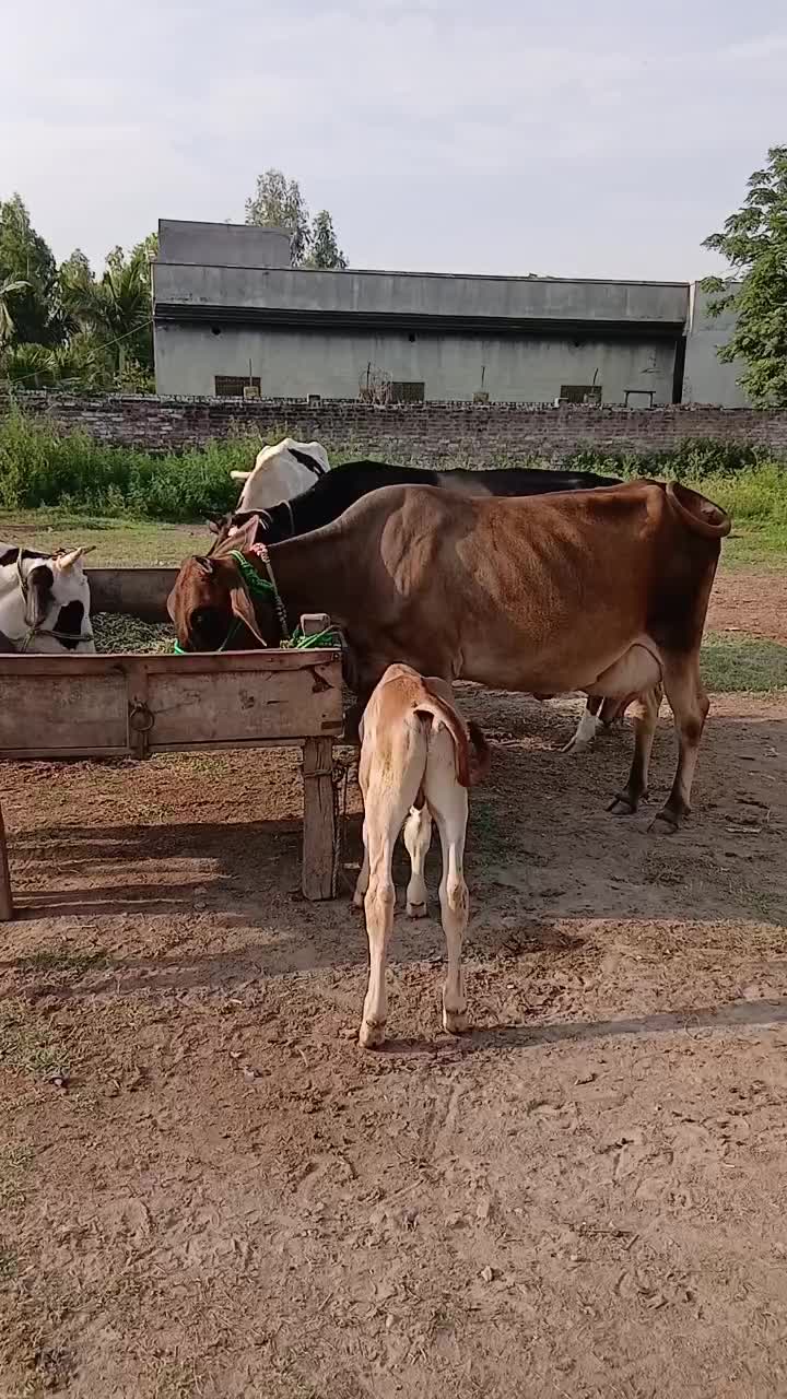 @Farming and Business Ideas