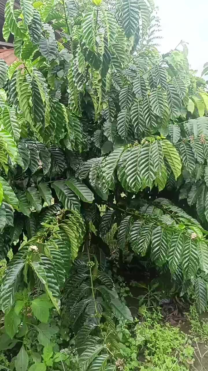 @petani