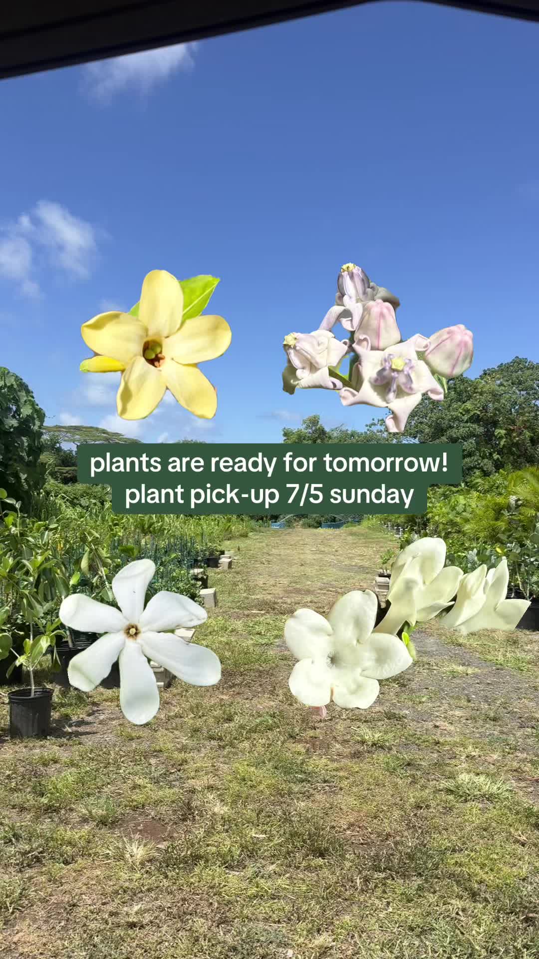 @plantedbymal 🌺