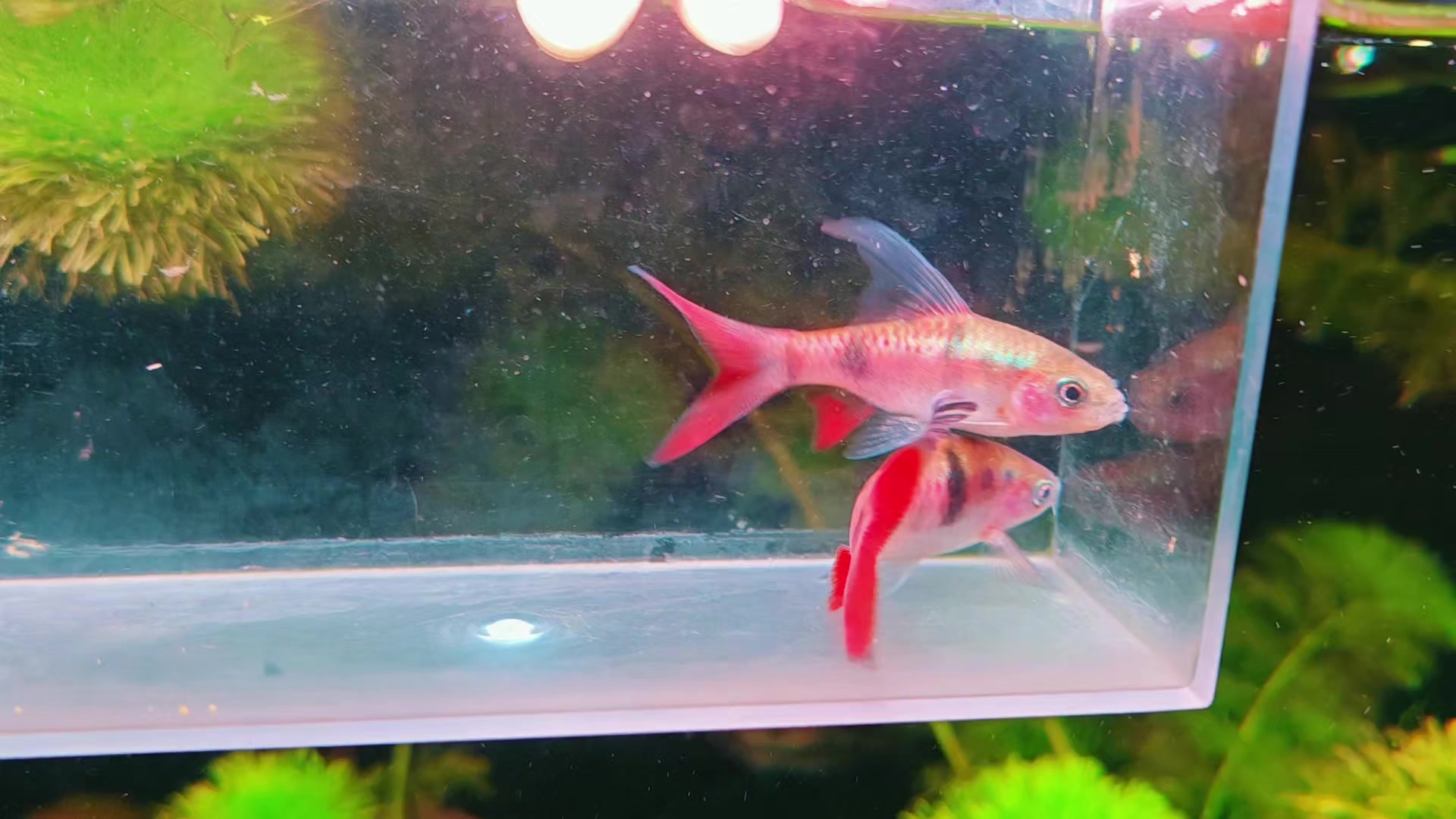 @Long chơi hồng mi bóng đêm 🦈