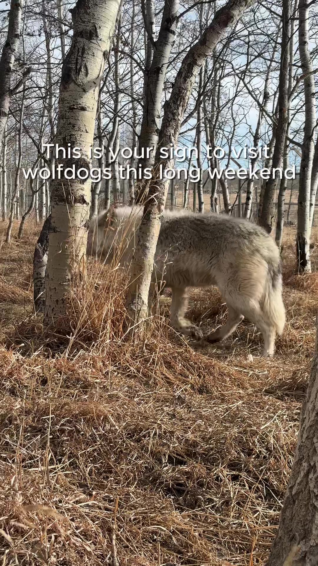 @Yamnuska Wolfdog Sanctuary