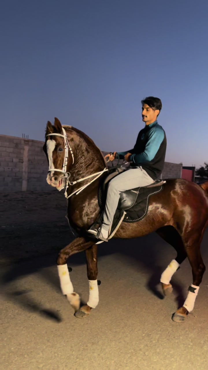 @عامر الشمري🐎