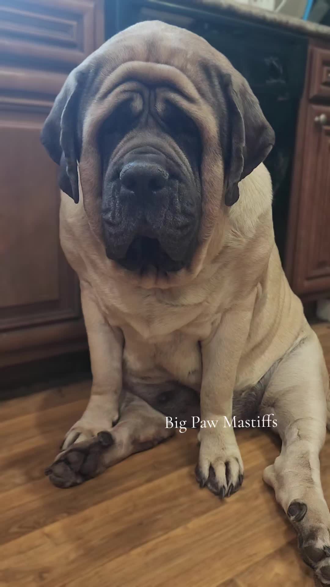 @Big Paw Mastiffs