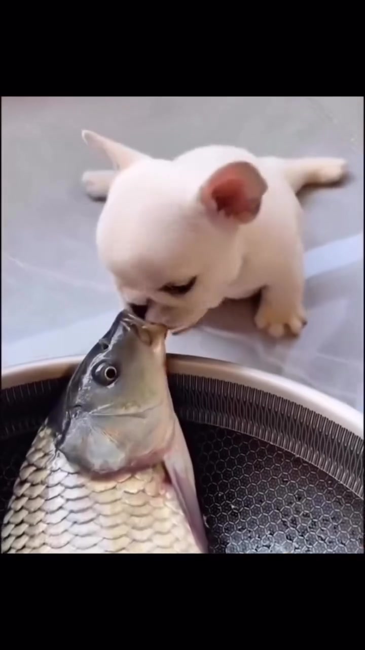 @Pibble Plug