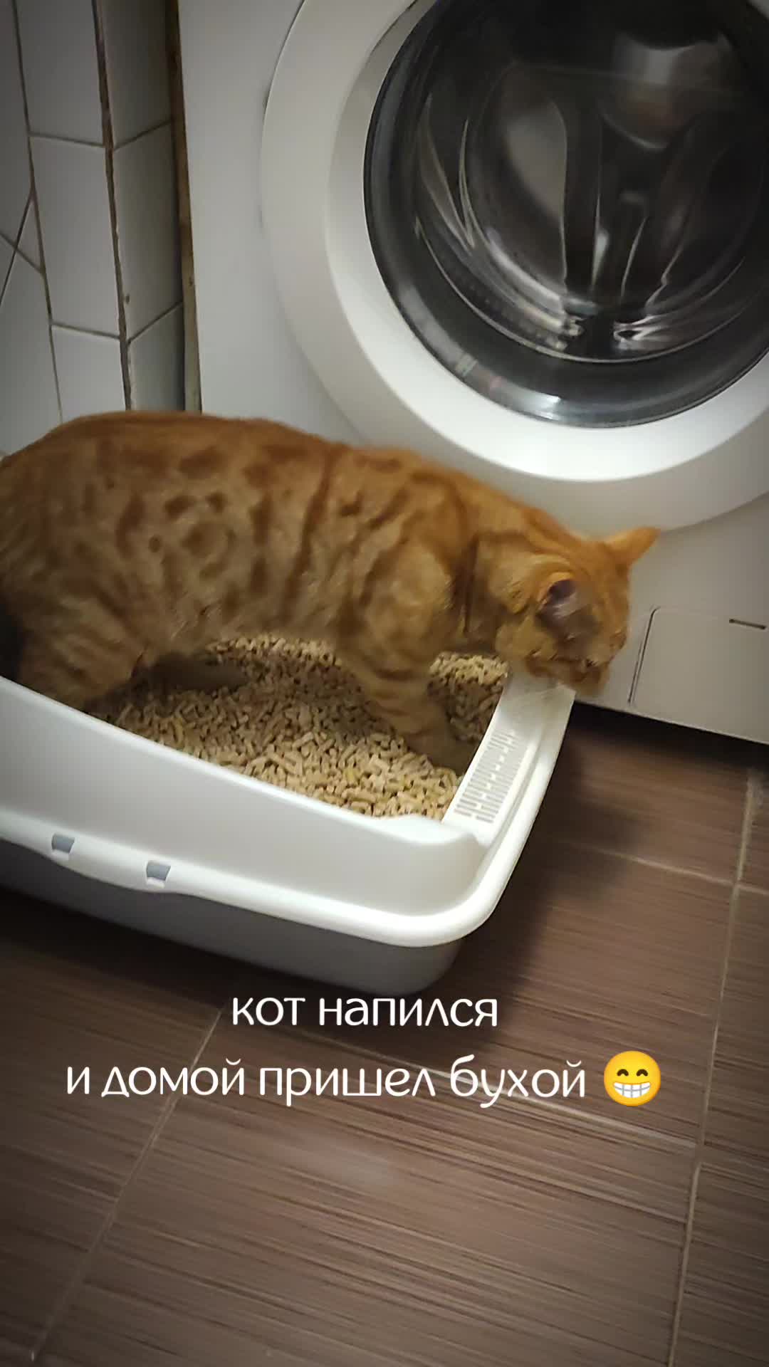 @Кот Кореш и его Птица