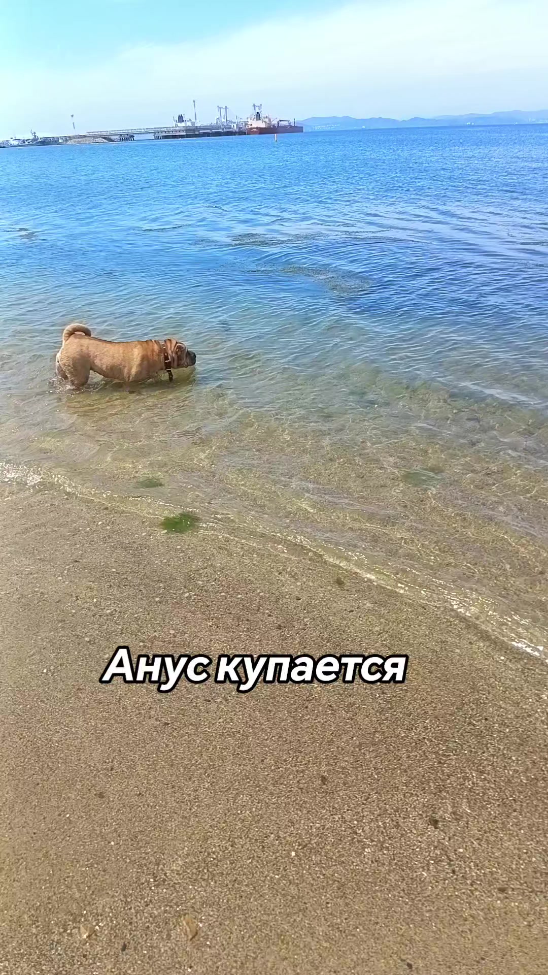 @amusleninblyadina