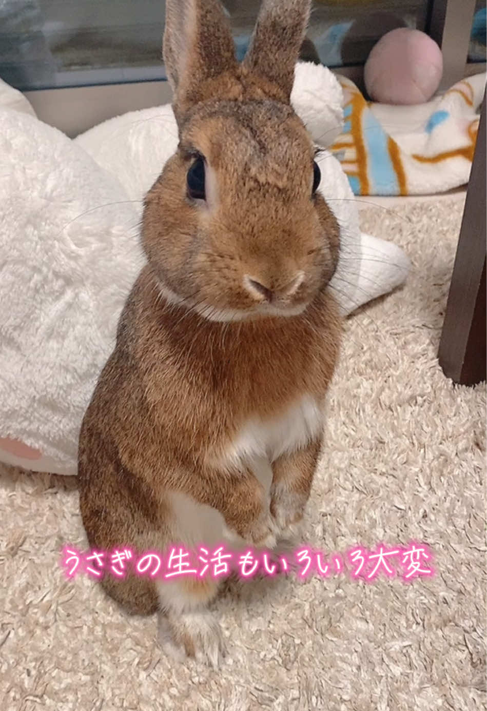 @さーちゃん🍩わらつぶ🐰