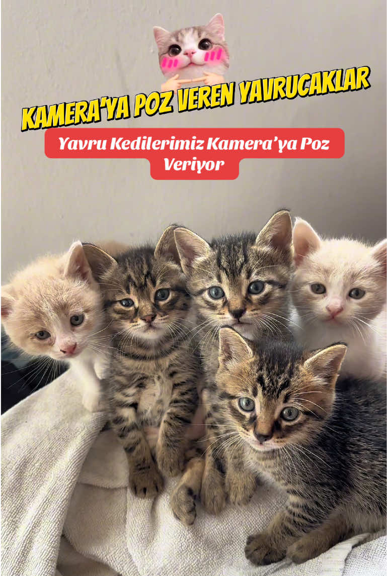 @Sinan Topaloğlu ( Sinan Müzik)