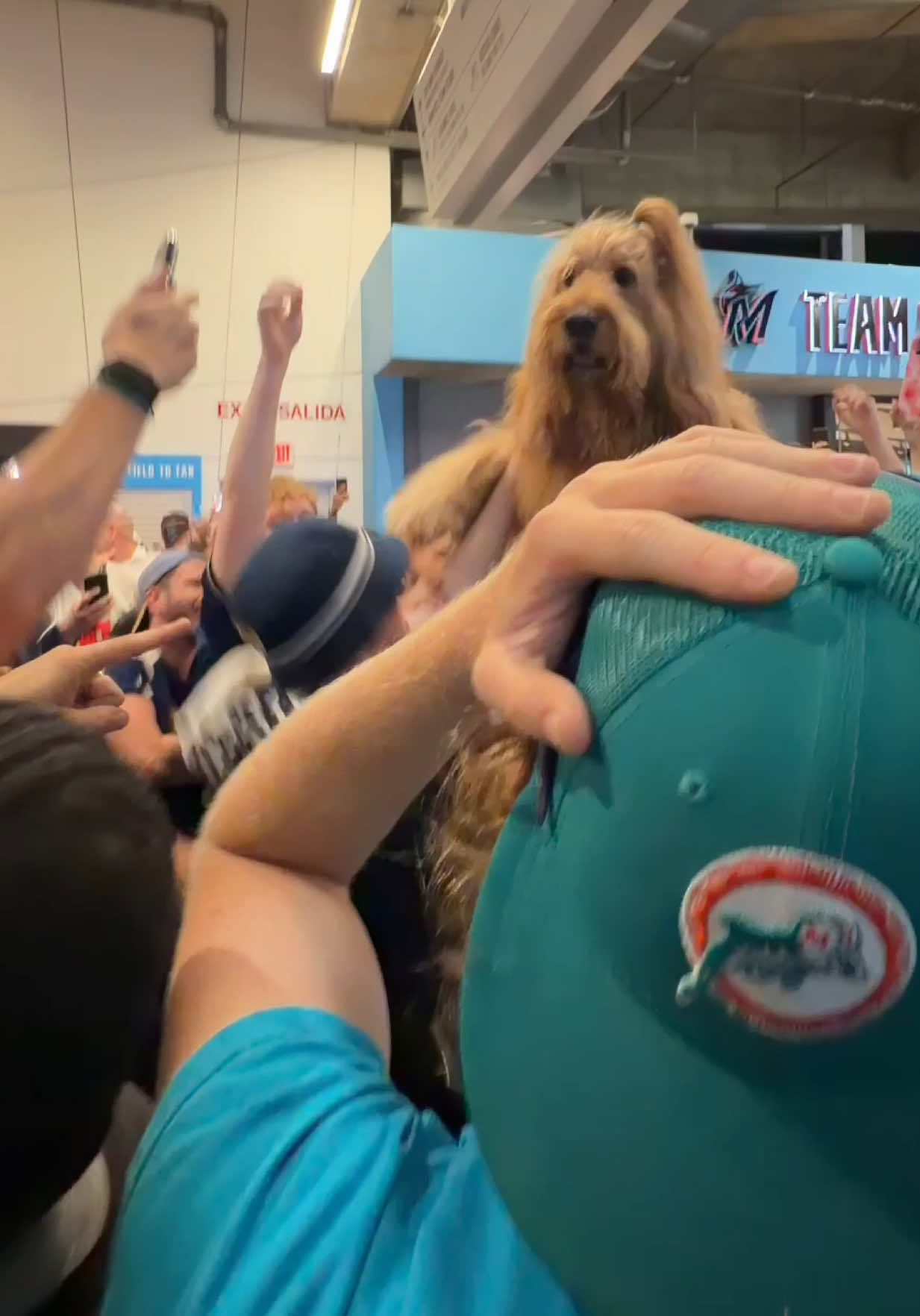 @Brodie The Goldendoodle