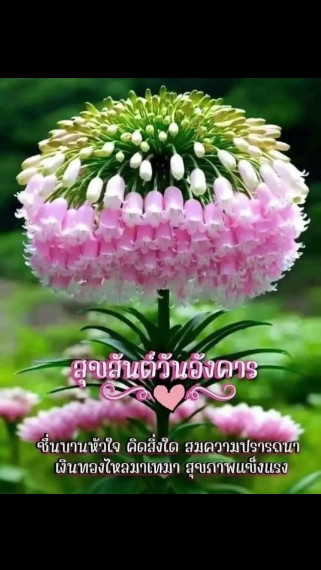 @sonthaya6595