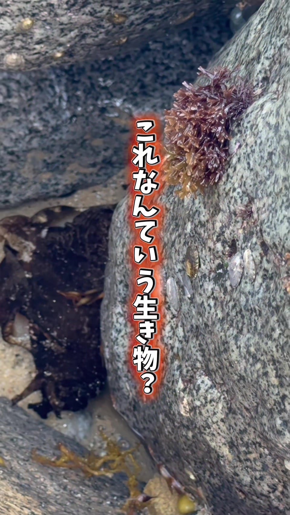@りの🐻&zwj;❄️🧀都会の釣り女子