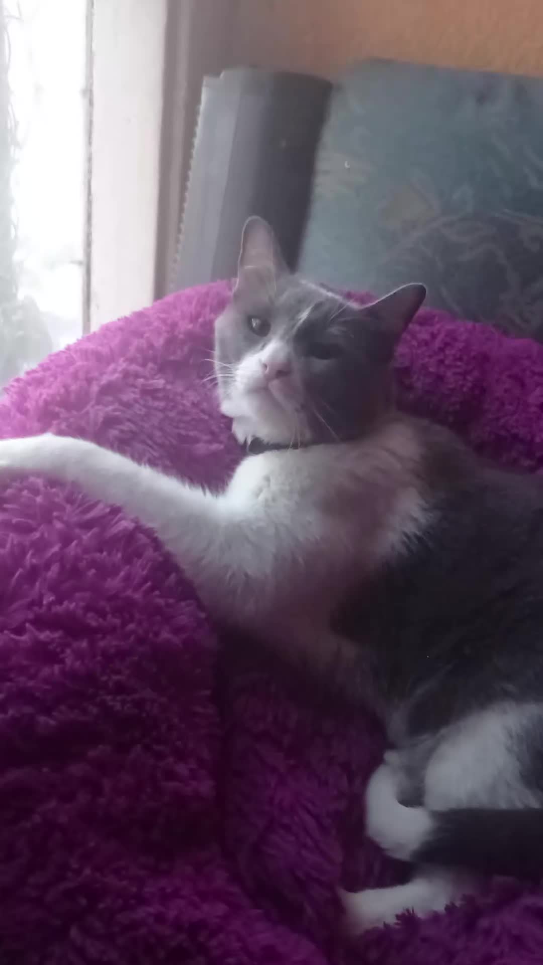 @CutiesCat House