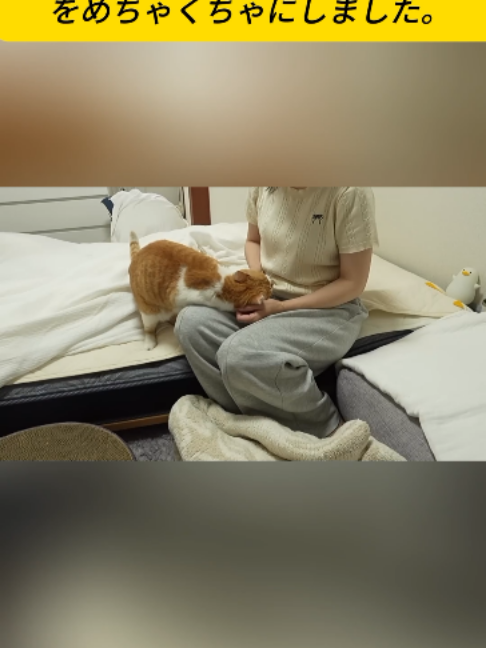 @ねこびより