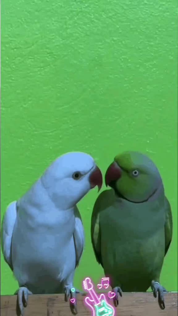 @shushmathapa405