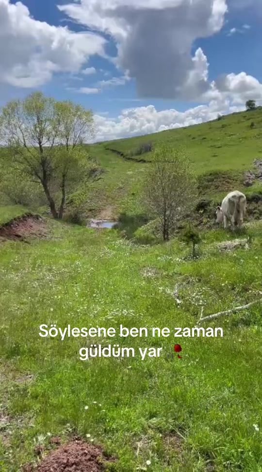 @Dilara Özçelik ރ