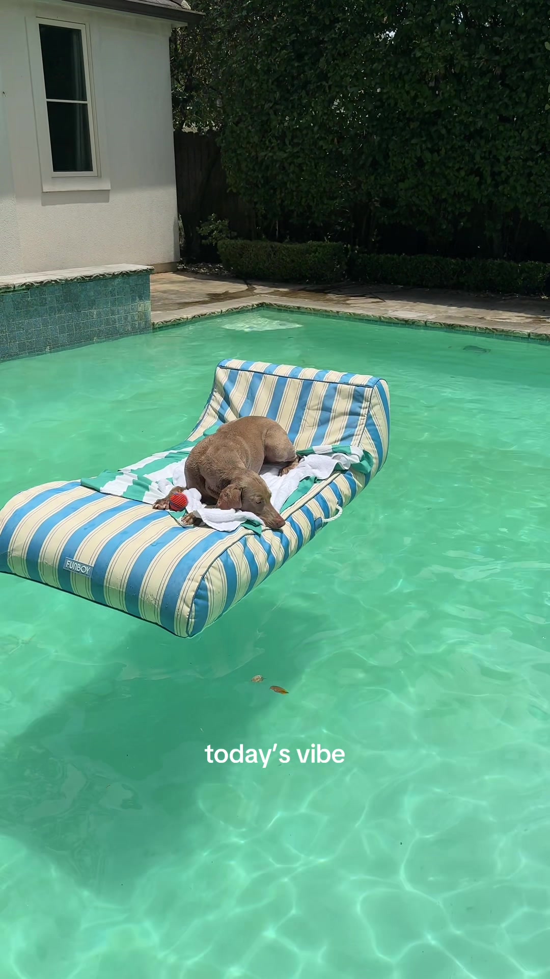 @Zoey the Weim