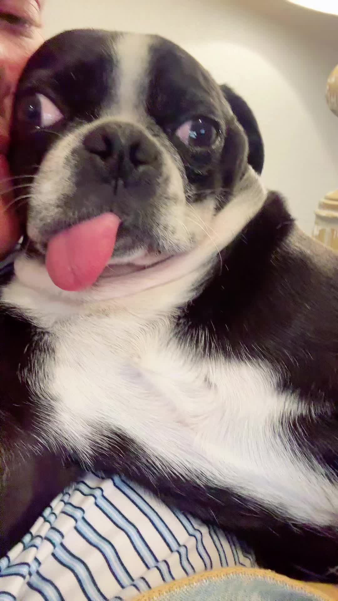 @ThreeCrustyPugs