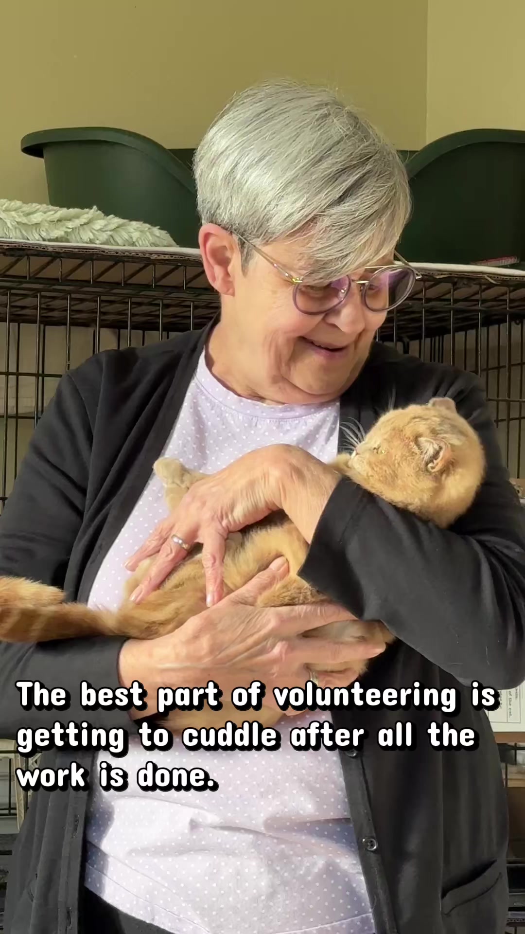 @North Toronto Cat Rescue