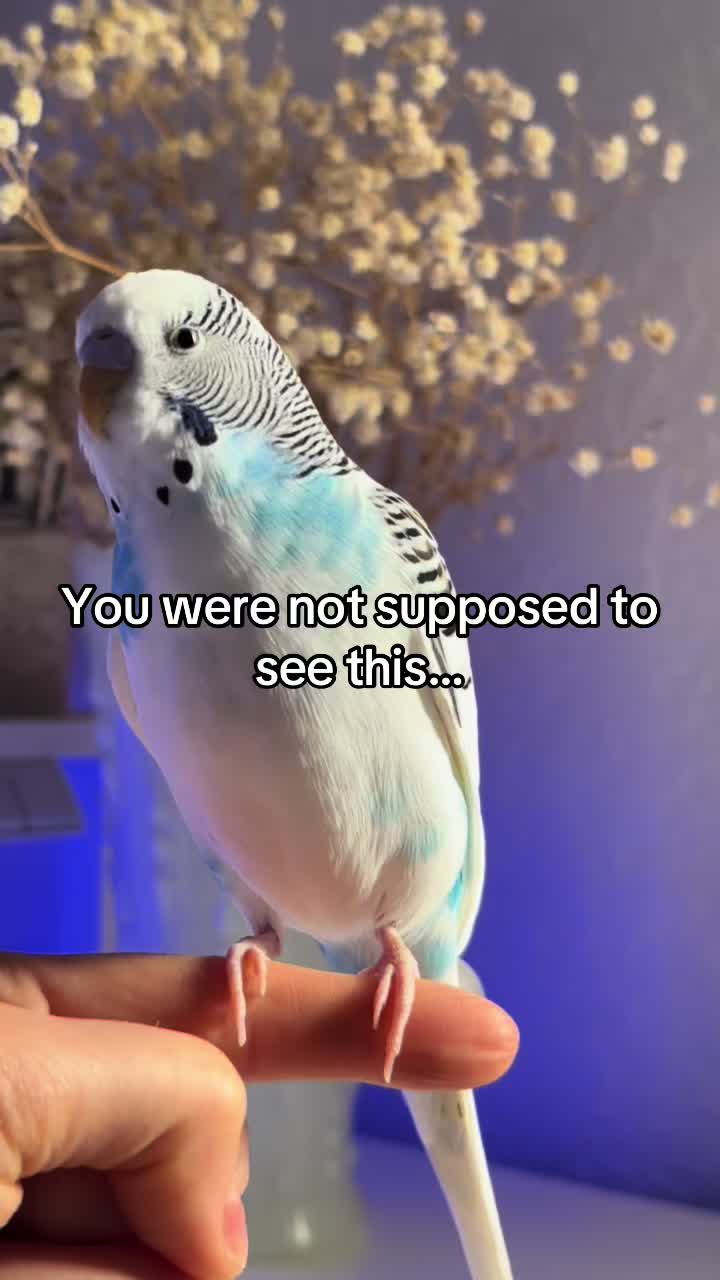 @Tiny Tweets