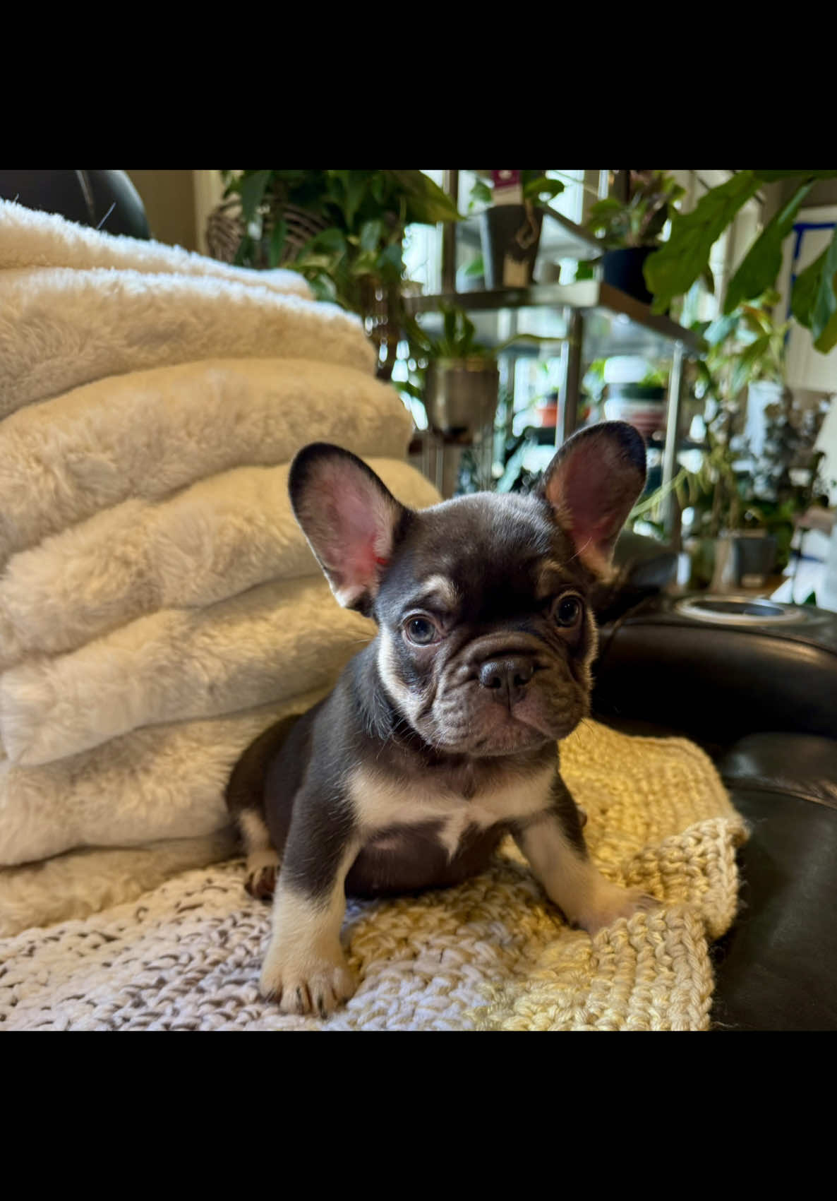 @Matchless Frenchies