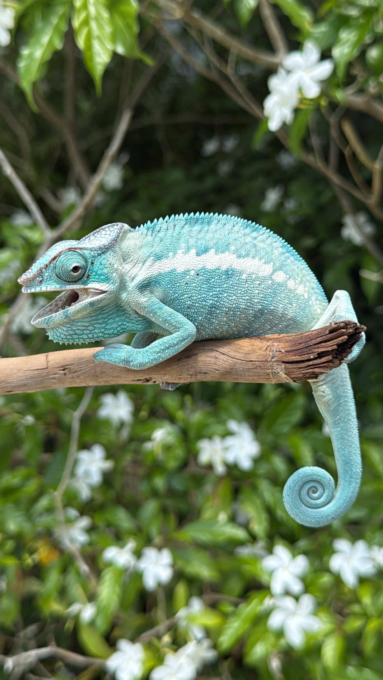 @Rhetts Exotic Pets