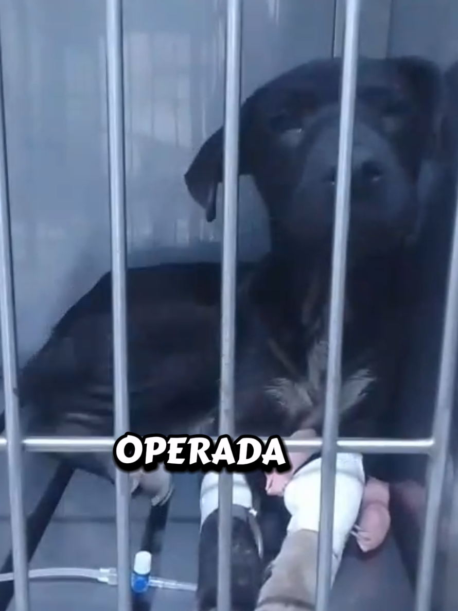 @Will AnimaLover