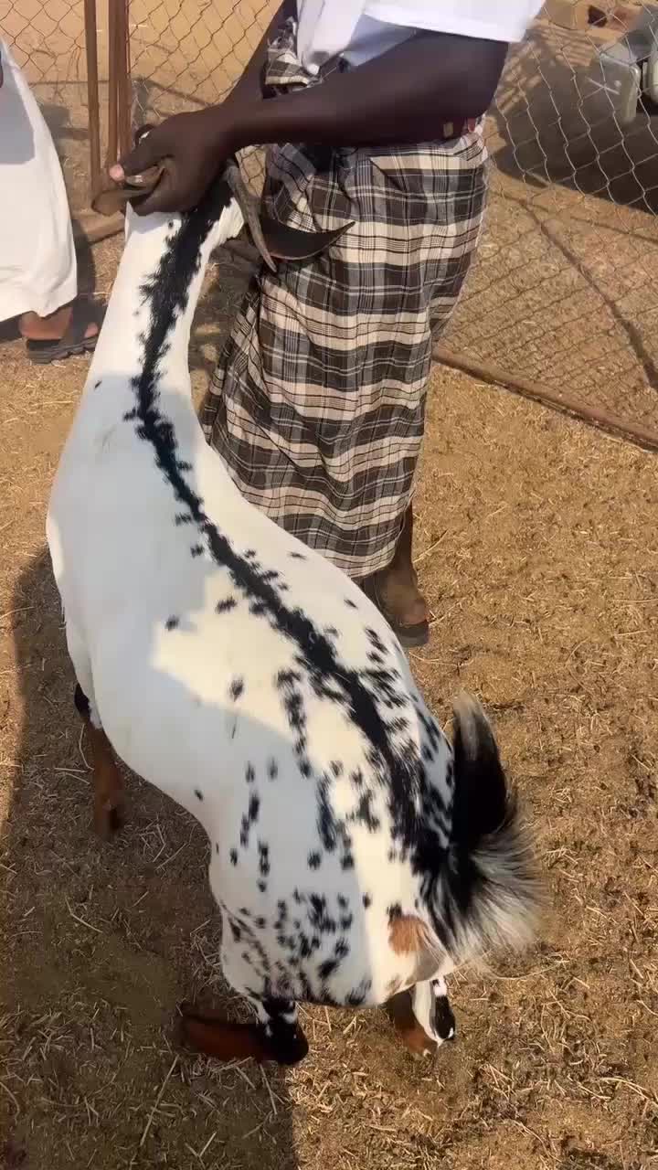 @محمد