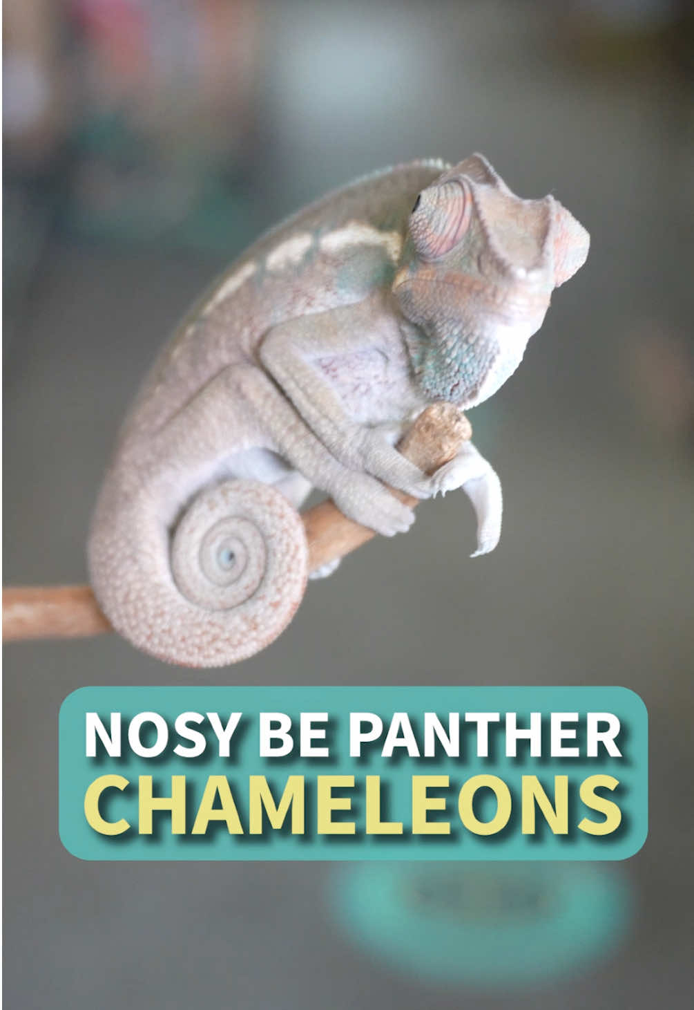 @All Reptiles