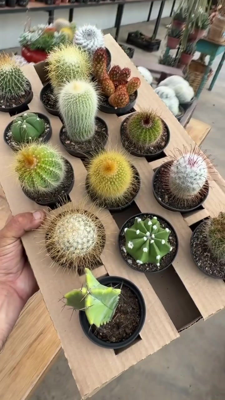 @VandoeFabi