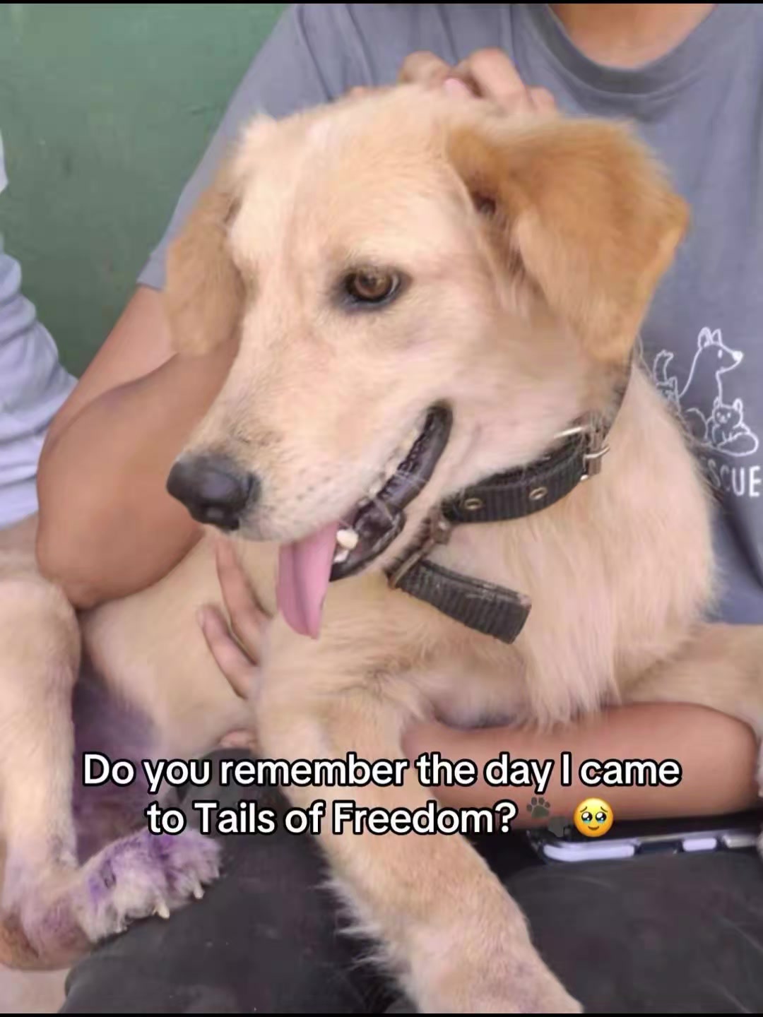 @tailsoffreedomsl