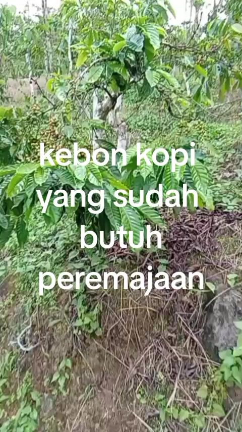 @petani