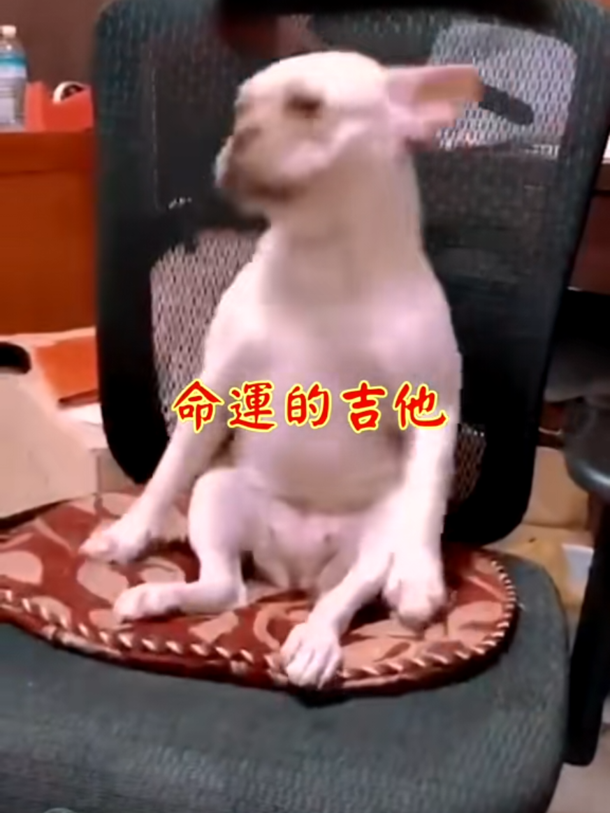 @雞不叫也天亮