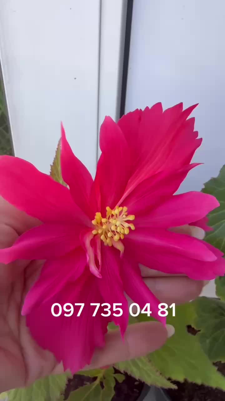@maxflora0977350481