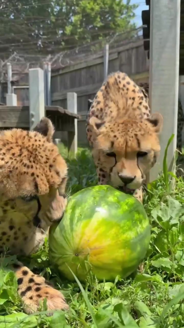 @Cincinnati Zoo