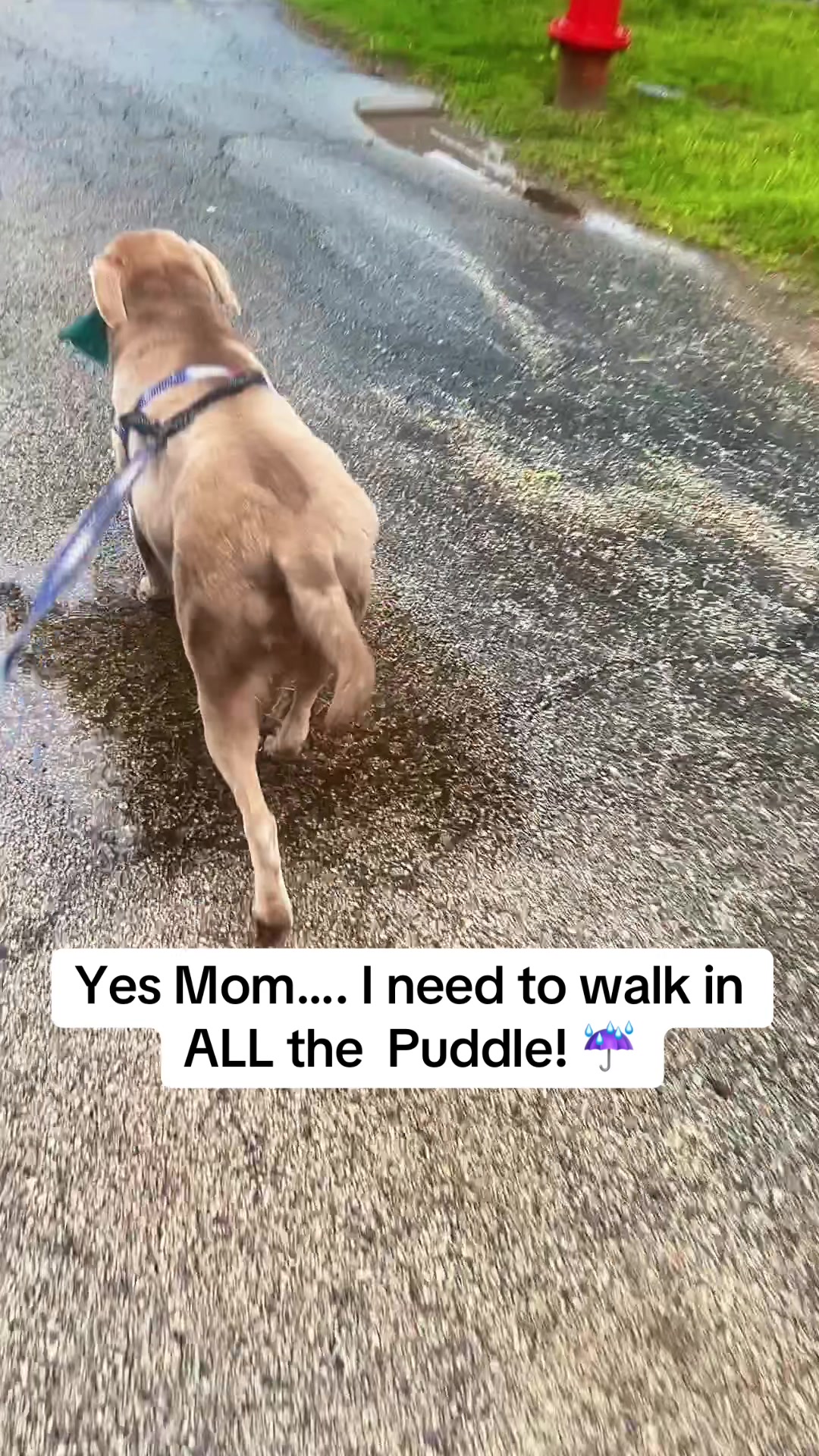 @Misty&rsquo;s🐾Dog Mom