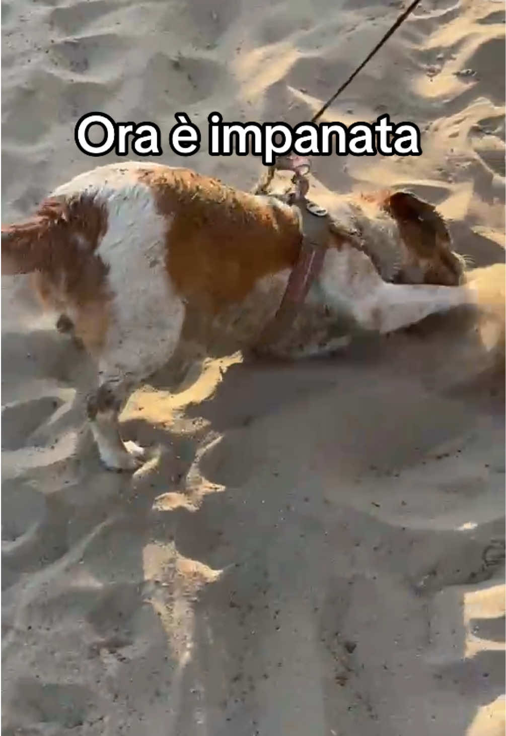 @Lucacrocco_