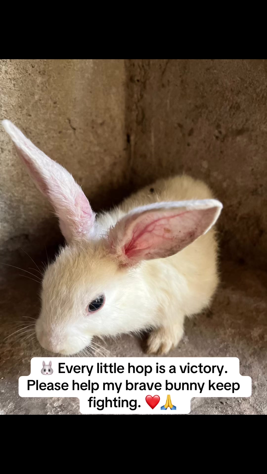 @florianpets