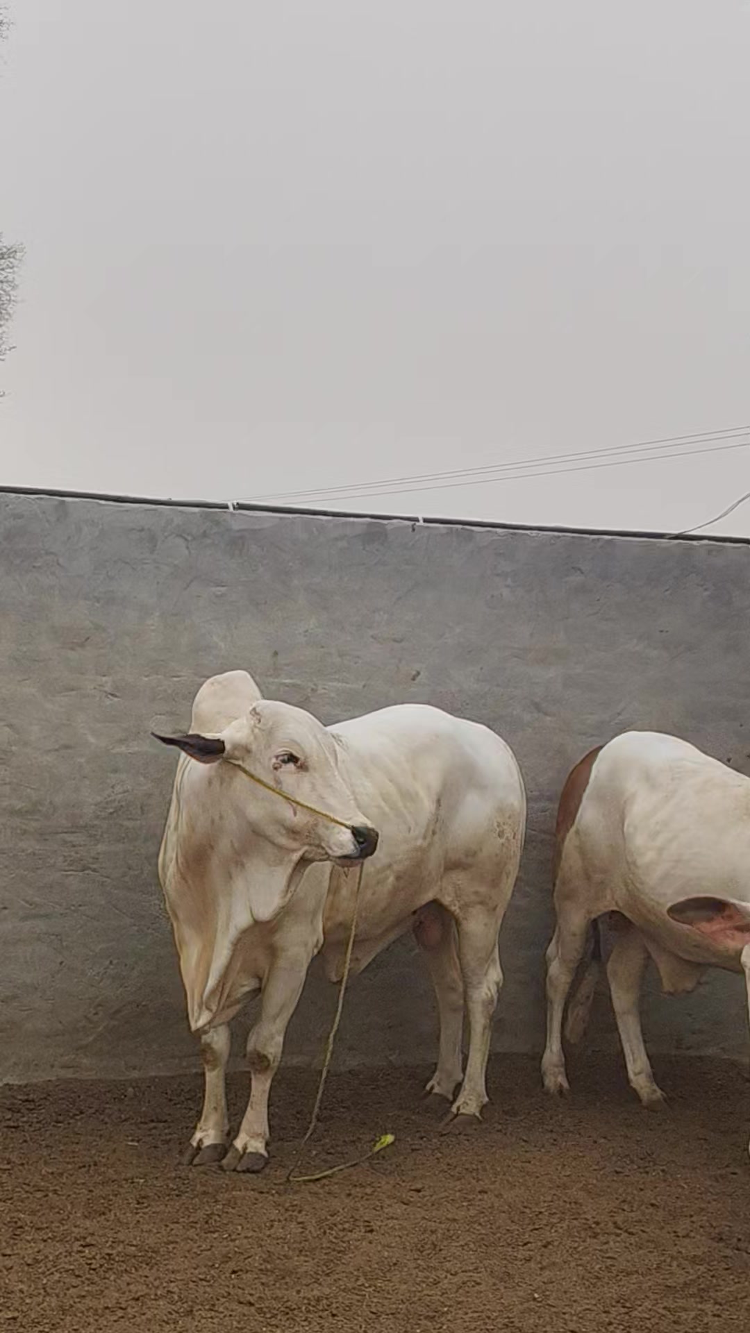 @Tareen Cattel Farm