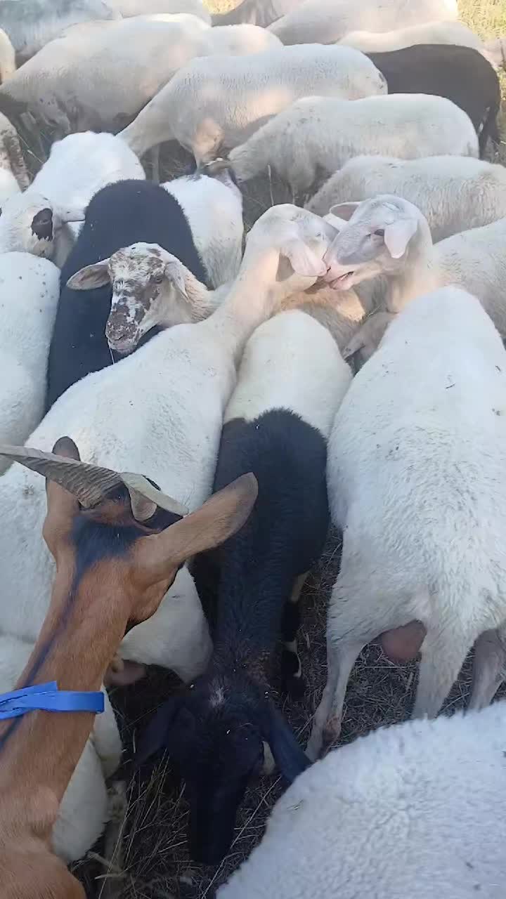 @Amato della vecchia