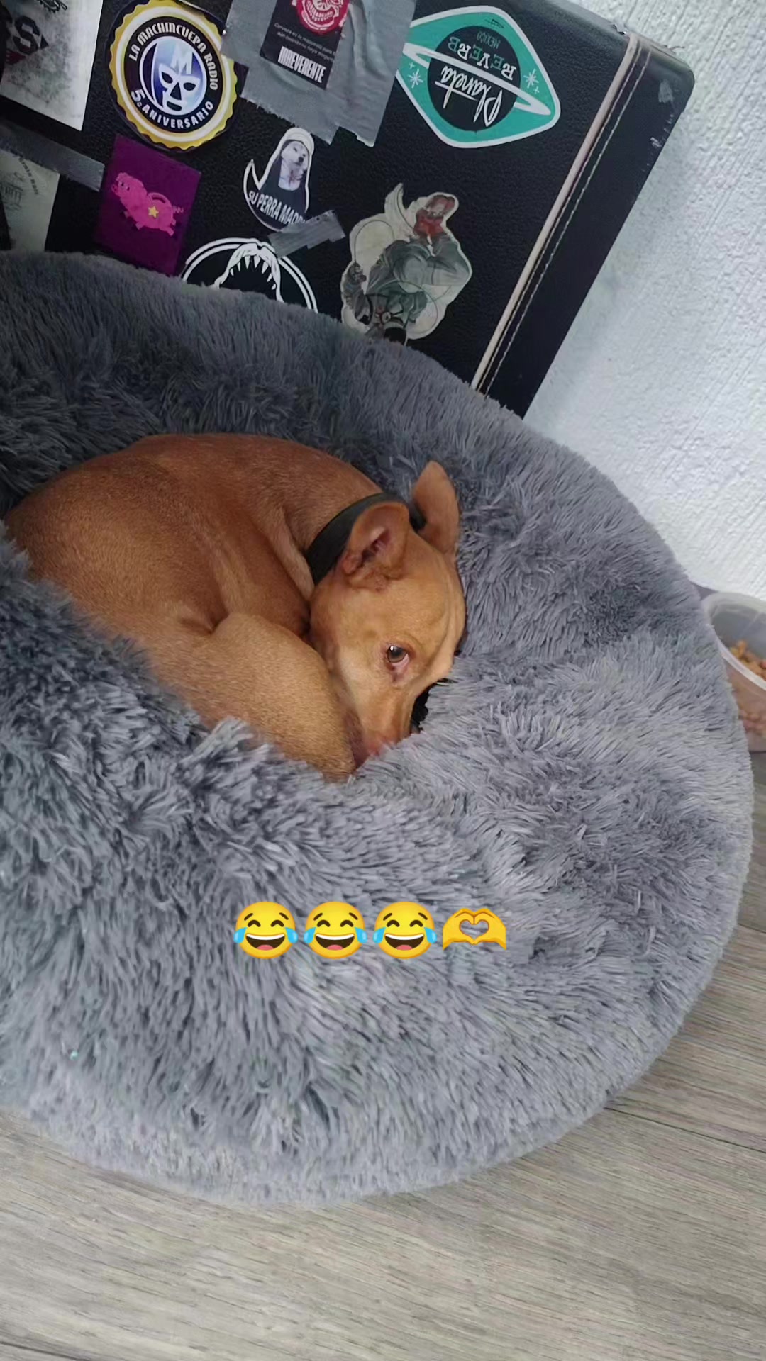@KROKODAIN