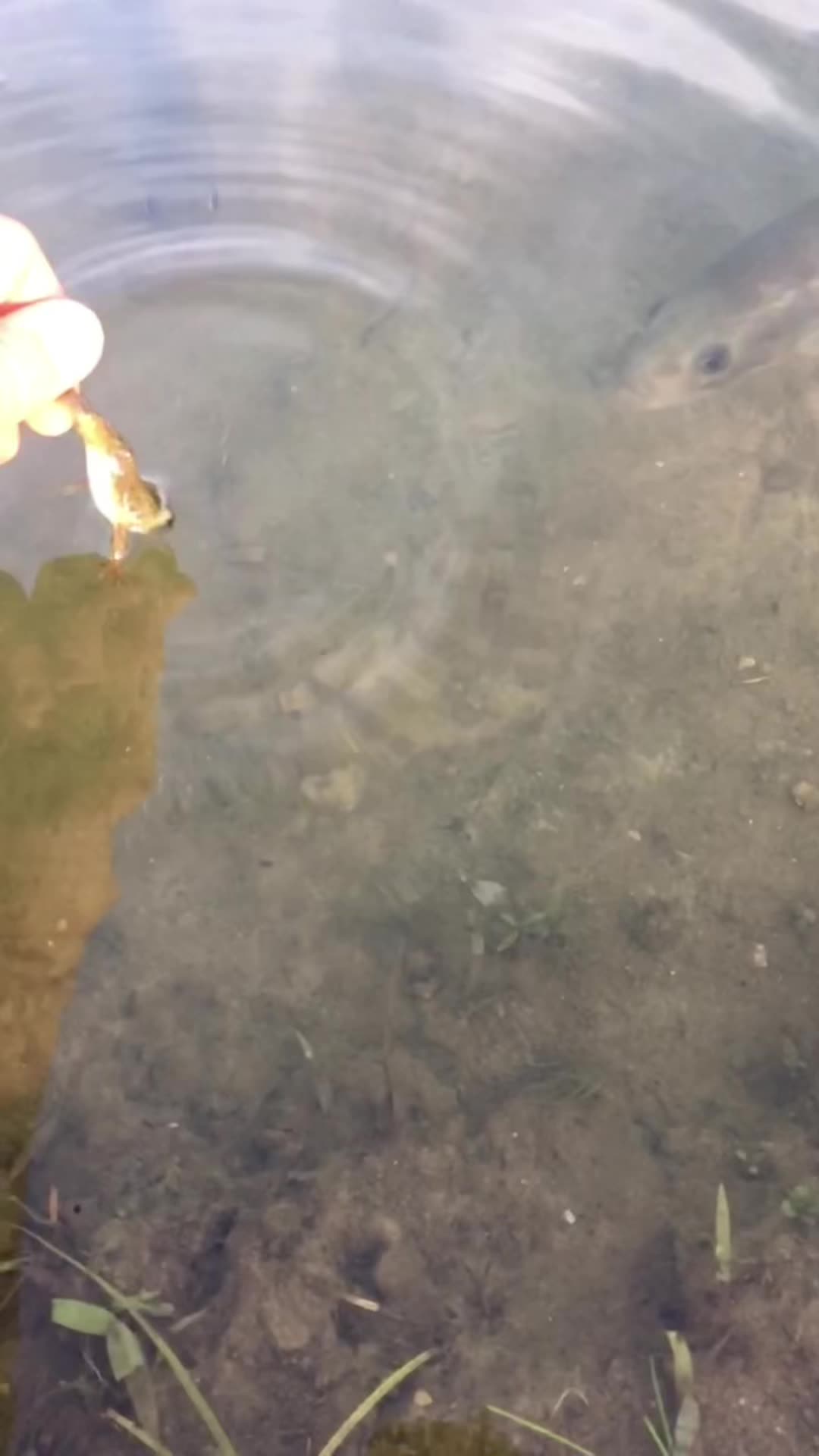 @Bassfeeder