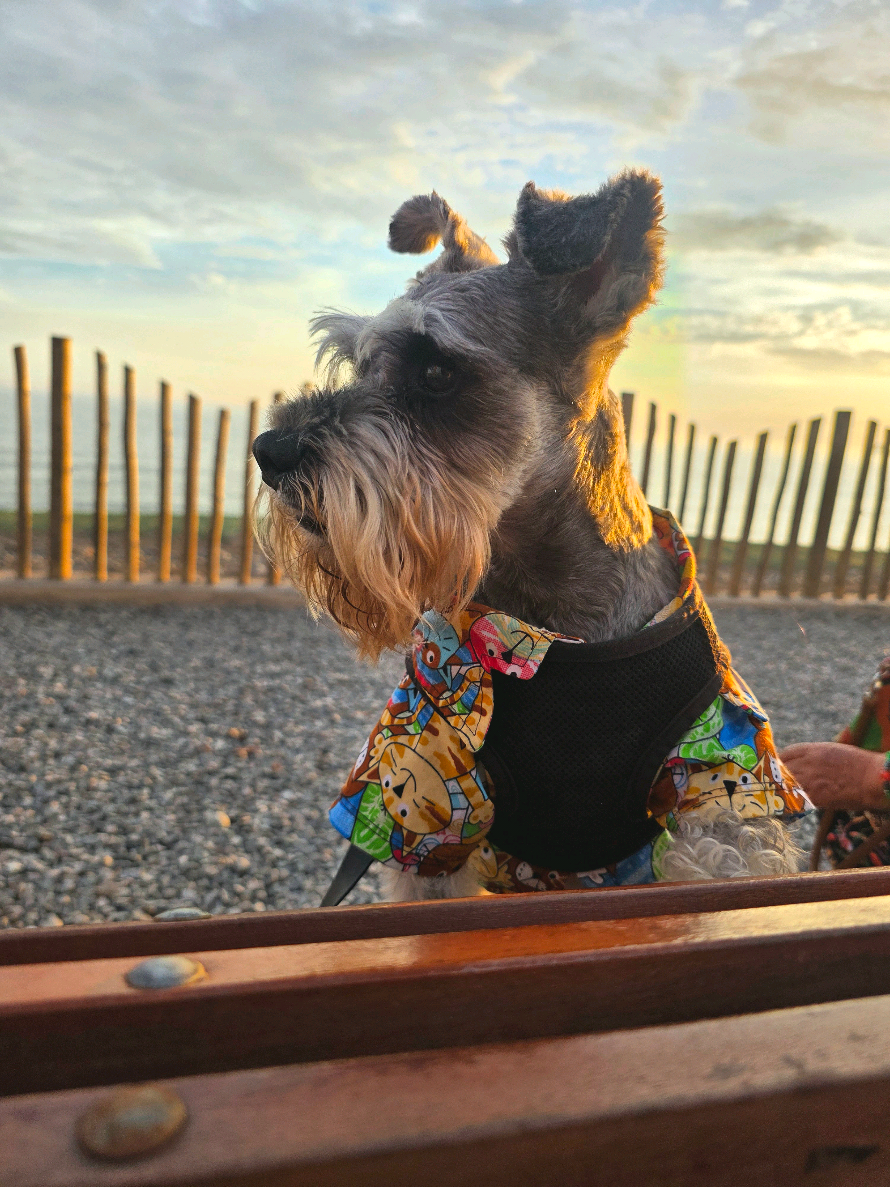@Forest🐶.schnauzer
