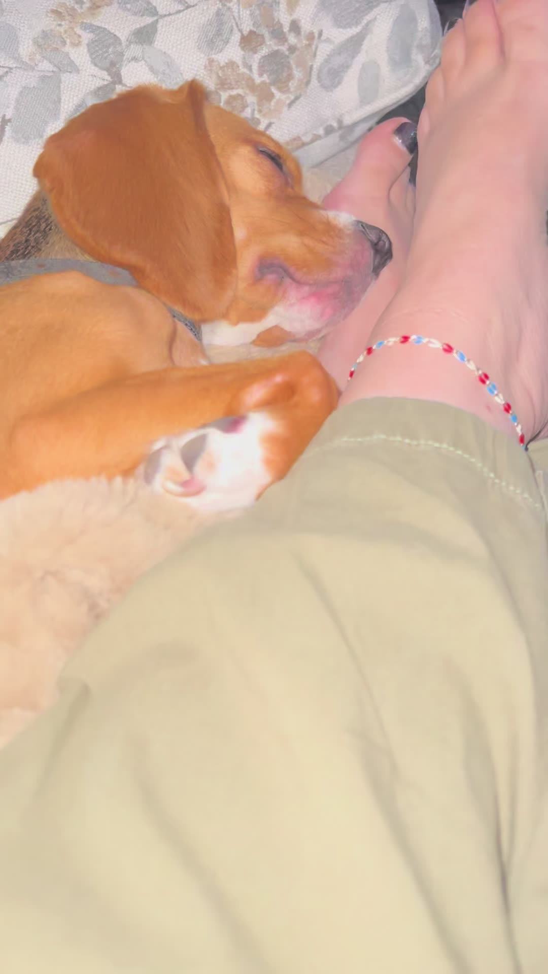 @Rosie the Beagle 🇺🇸🥰 🌞
