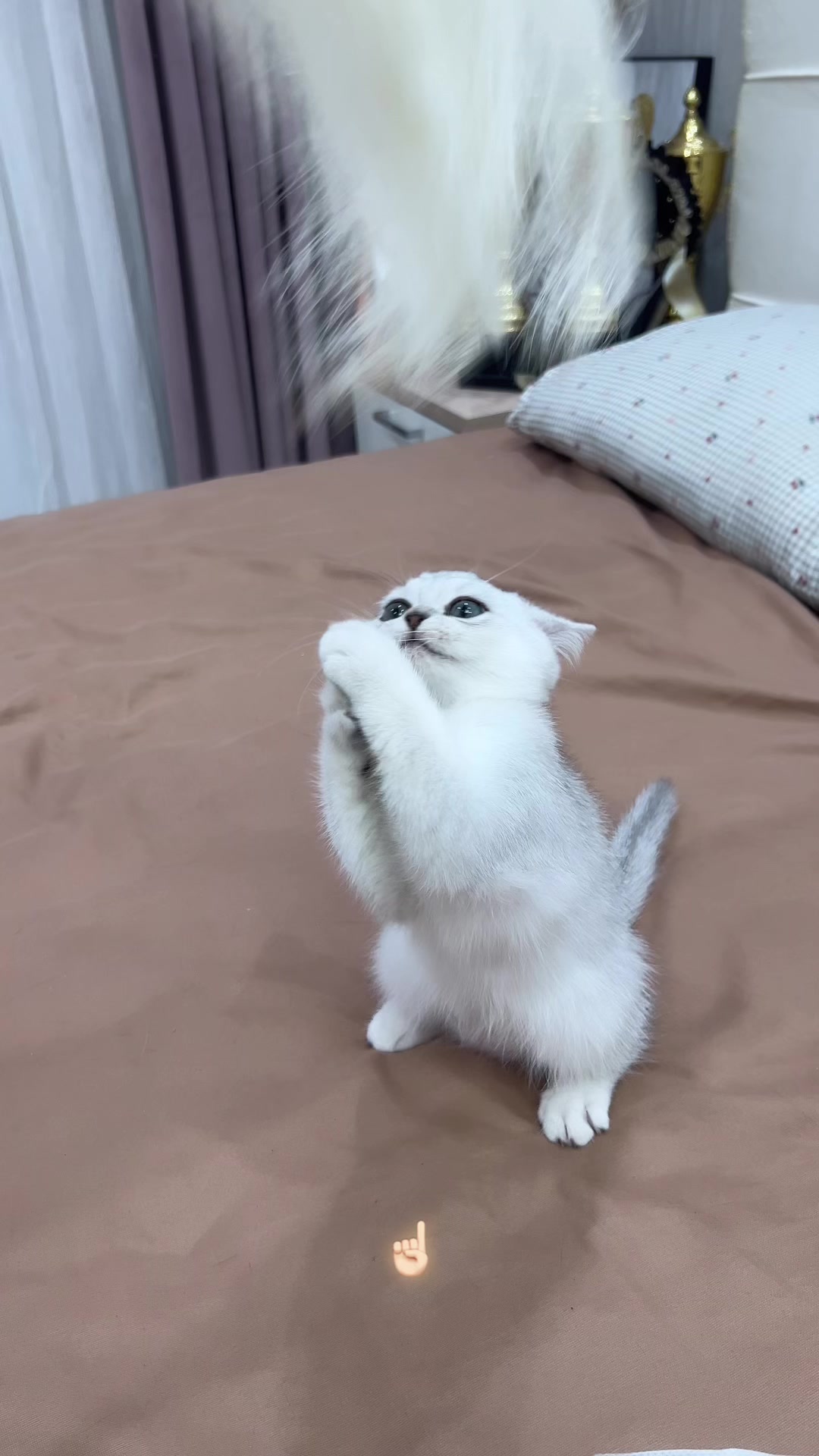 @kittens_uz