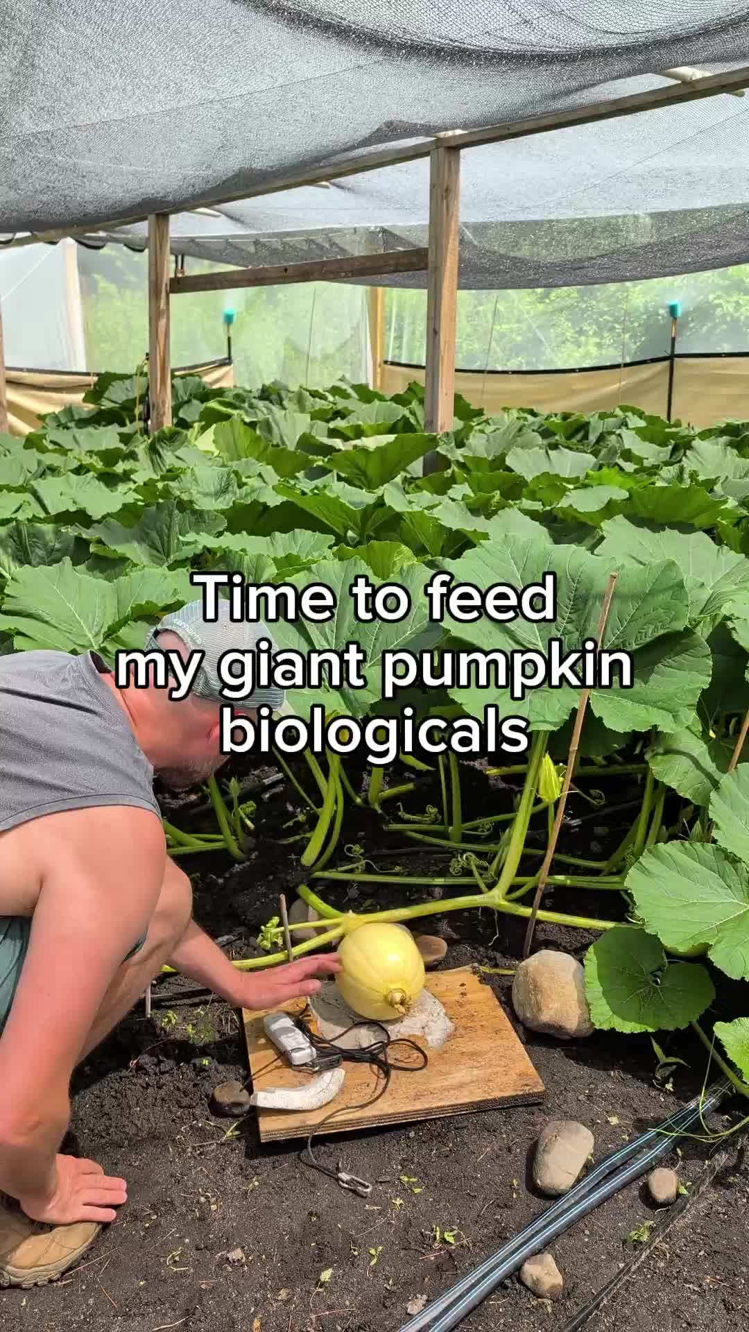 @bigpumpki