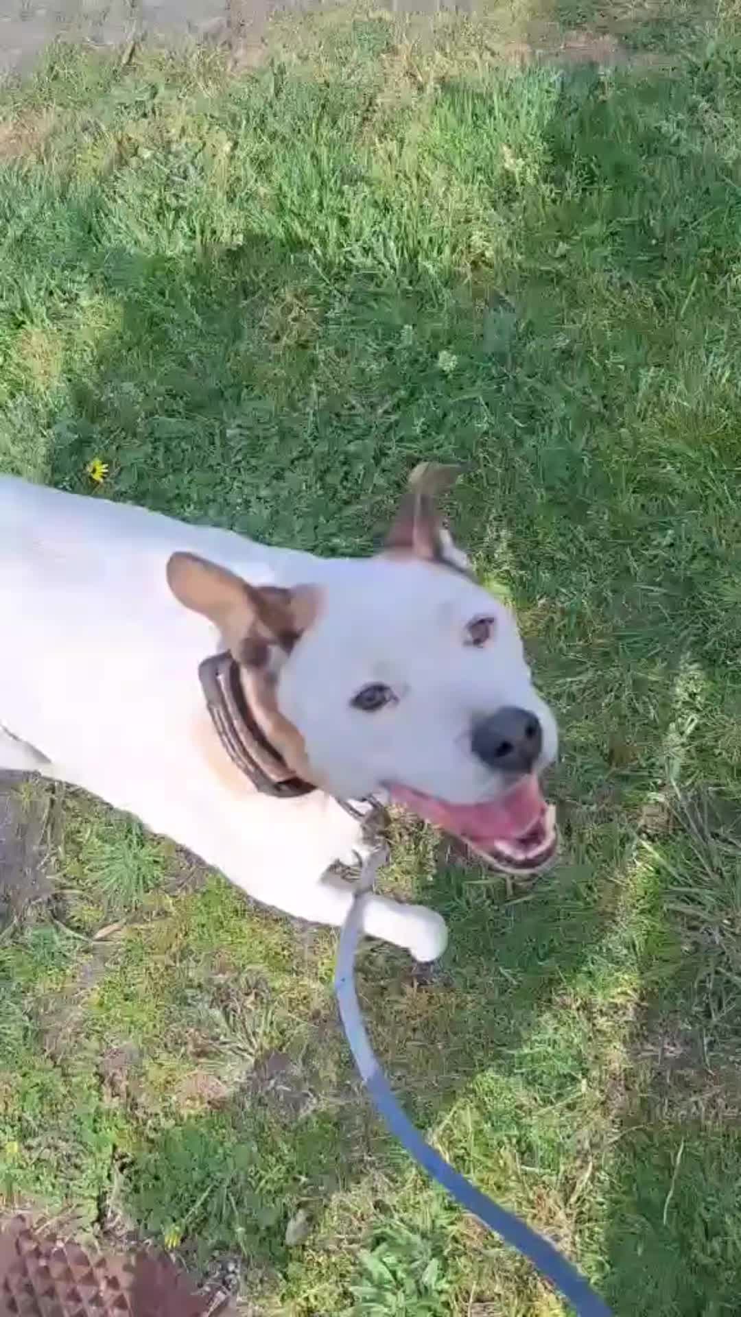 @dogs_and_stuff_8